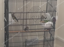 Greypates for sell