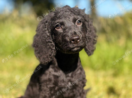 Black cockapoo puppy