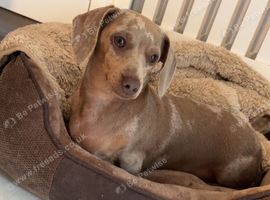 Miniature dashshund female Izzy