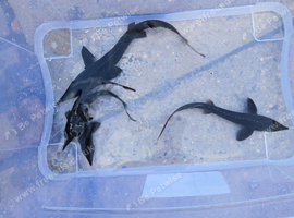 Sturgeon