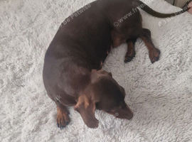 Miniature dachshund