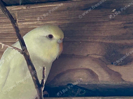 Young budgies