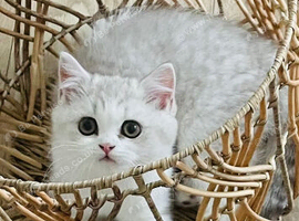 REDUCED DUE TO MOVE Stunning Male Kitten