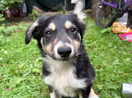 Border Collie Pups