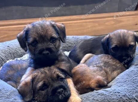 Gorgeous border terrier puppies