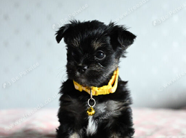 Colorful Yorkshire terrier