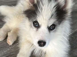 Pomeranian cross husky