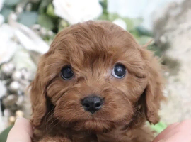 Amazing Cavapoos