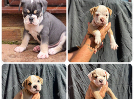 READY TO LEAVE 4  olde English bulldog