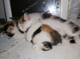 2 calico for sale