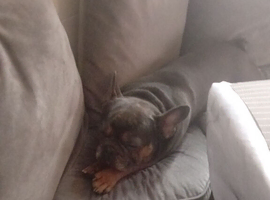 Kc french bulldog
