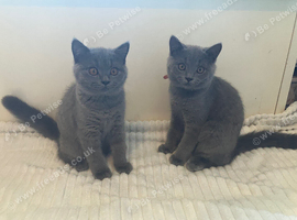British Shorthair