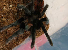 Male Tliltocatl vagans (Campeche), Mexican redrump. 4 1/2" inches #01