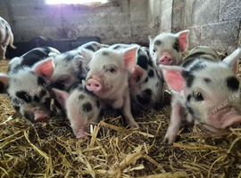 Kune kune piglets