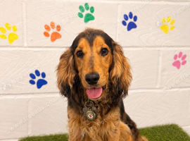KC REGISTER ENGLISH COCKER SPANIEL
