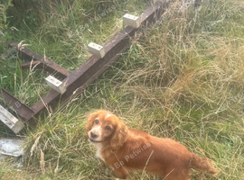 Cocker spaniel female