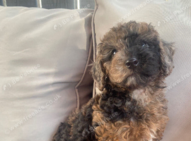 Cockapoo girl puppies ready now