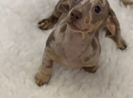 Very small miniature dachshund