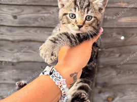 GORGEOUS KITTENS LOOKING FOR THEIR 4EVER HOMES