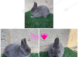 Pure breed Netherlands dwarf female last one