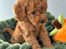 6 Cavapoo Puppies Forever Home Ready November