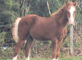 WELSH SECTION D CHESTNUT COLT FOAL
