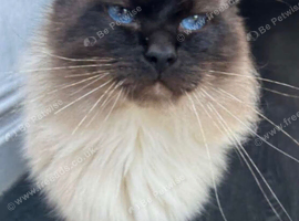Male ragdoll