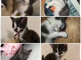 6 beautiful kittens