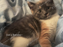 Beautiful little girl
