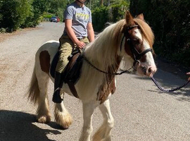Perfect kids / family cob