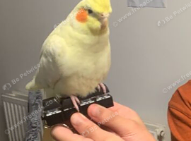 Tamed Male Latino cocktail for sale