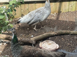 Pair of peafowl