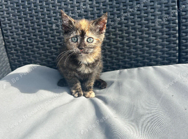 Torbie kitten for sale