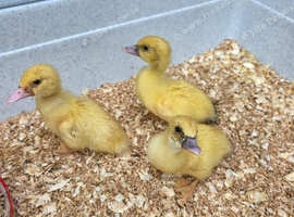 Muscovy ducklings