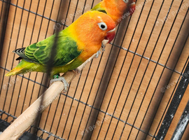 Green opaline lovebirds for sale