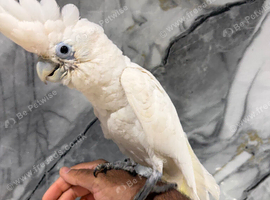 Friendly Baby HandReared Super Tame Cuddly Ducorps Cockatoo Parrot