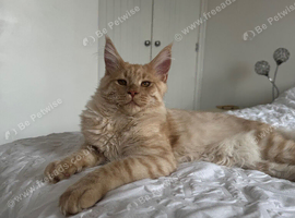 Maine Coon Kittens &ndash; 2 Cream Boys & 1 Tortie Girl