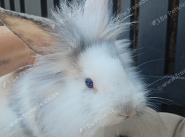 Baby lionheads