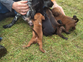 Spaniel puppies
