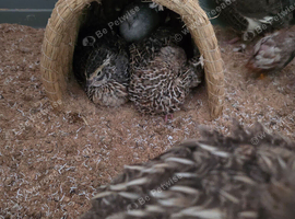 I have female quail for sale