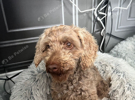 Toy poodle girl chocolate phantom 3 years