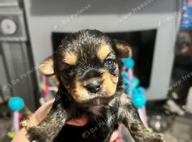 6 Pure breed pedigree puppies