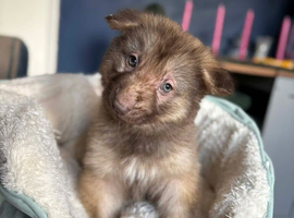 Puppies ready for there new homes