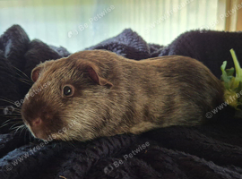 Satin tweed boar