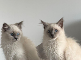 Birman cats / kittens
