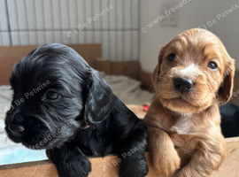 Cocker Spaniel Pups