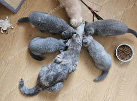 Available now. Champion lines British Shorthair kittens