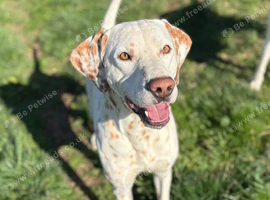 Lemon Spot Male Dalmatian