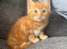 British shorthaired cross Persian kittens