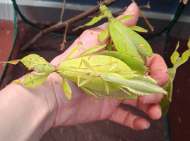 Leaf Insect (Phylluim Philippinicum) PSG 278